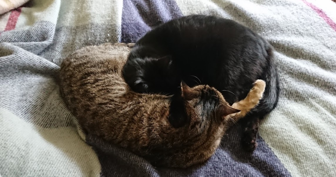Some cuddly image