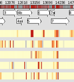 LayerCake: A Tool for the Visual Comparison of Viral Deep Sequencing Data