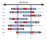 Visualizing Co-occurrence of Events in Populations of Viral Genome Sequences